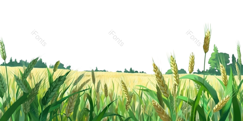 元素图片,户外元素,插画PNG,麦田免抠素材